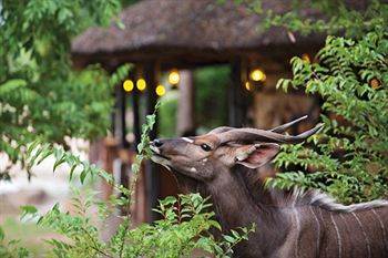 Motswari Private Game Reserve - Timbavati Klaserie Private Nature Reserve Exterior photo